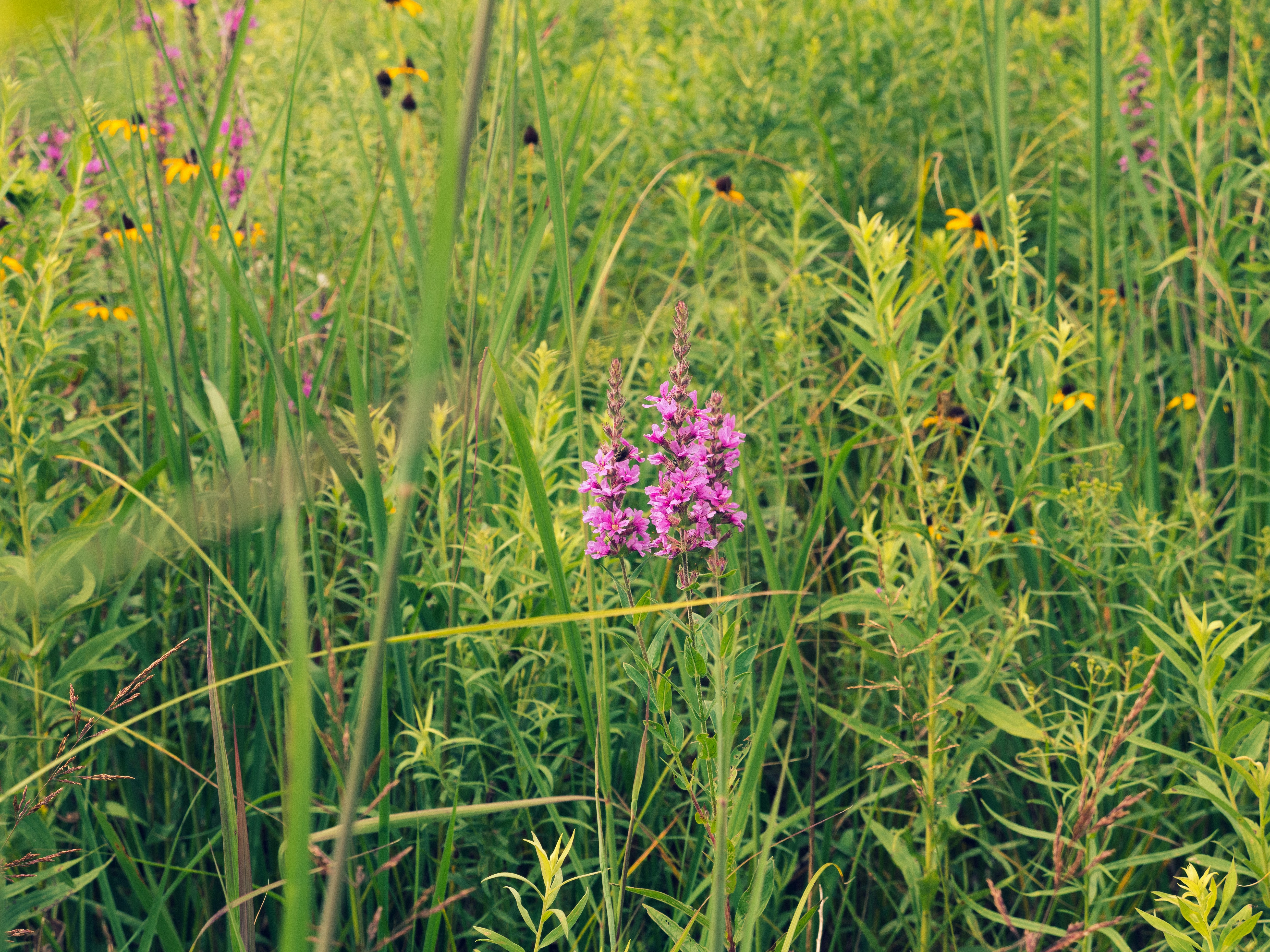 Native Plants & Nature Hike at Pigeon River Discovery Center Photo