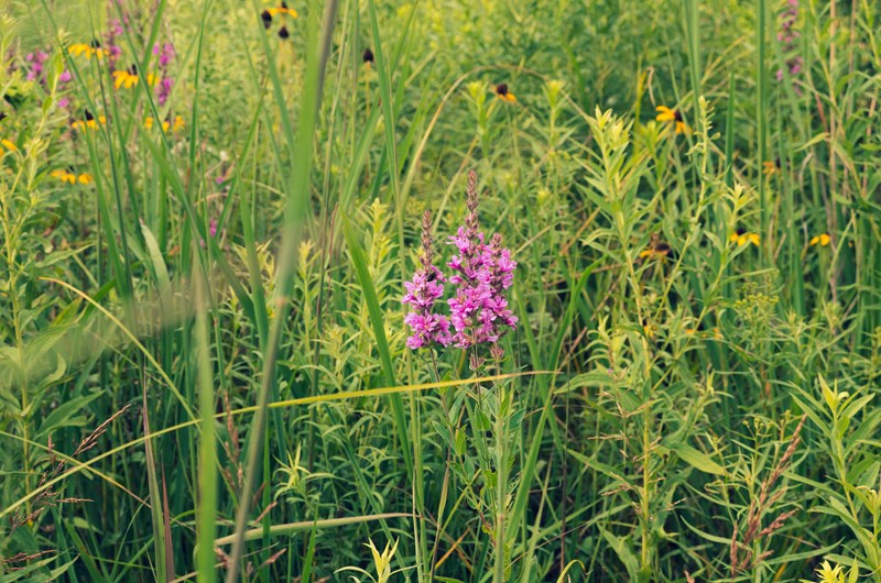 Native Plants & Nature Hike at Pigeon River Discovery Center Photo