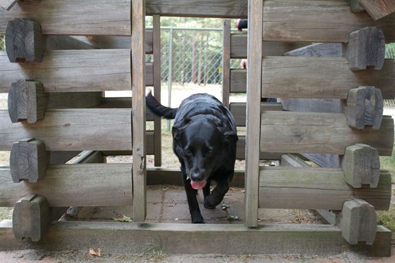 Dogs like Cabins too