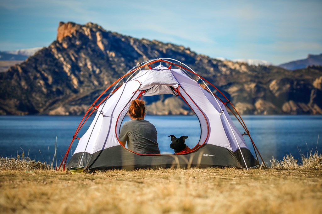 Pet-Friendly Activities for Your Furry Friends