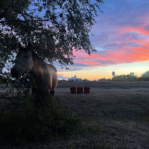 Sunset view with a tree and picnic tables, creating a peaceful campsite scene.