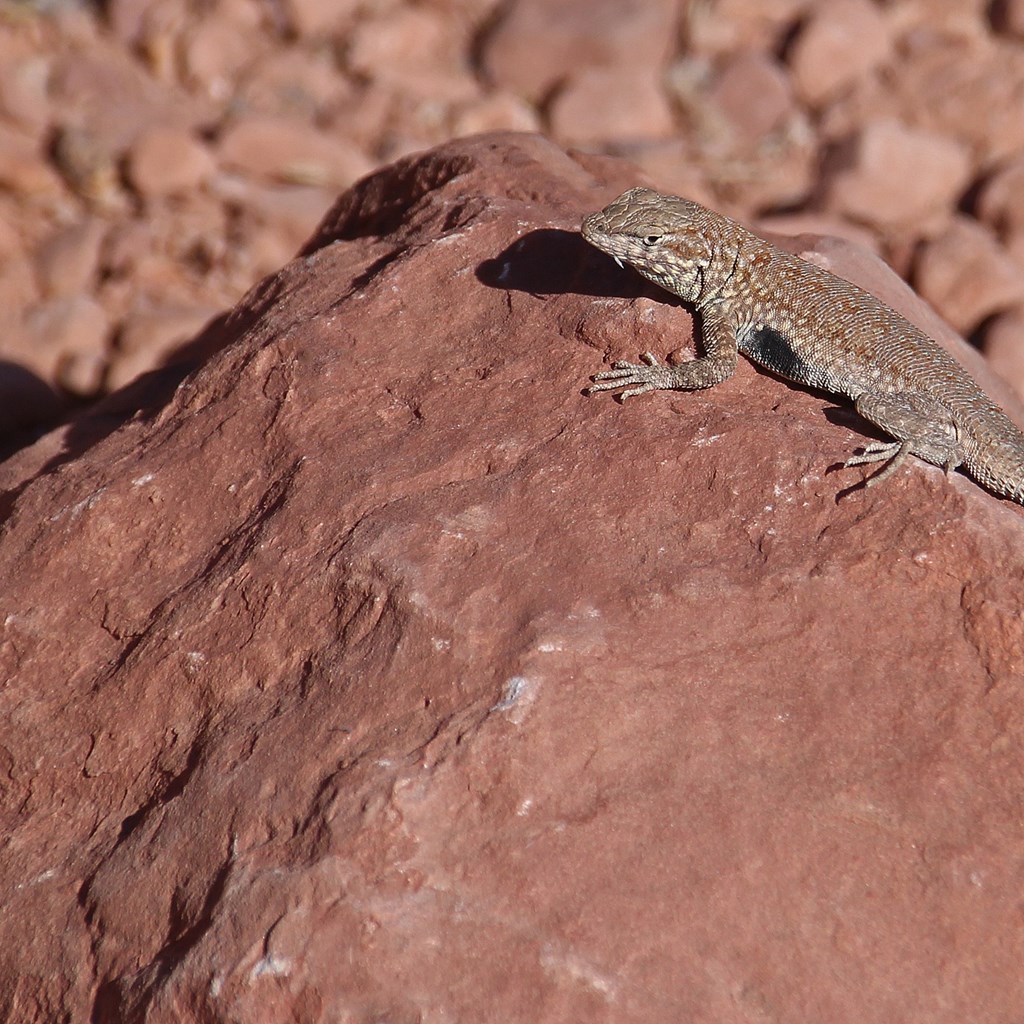 Wildlife at the Grand Canyon