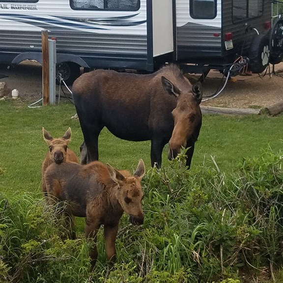 Mama moose with twins