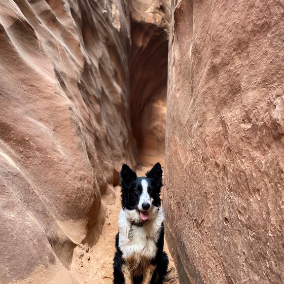 Dog friendly hike
