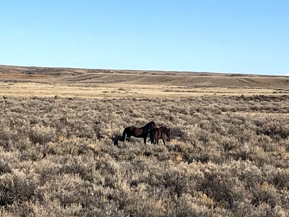Wild Horse Ranges