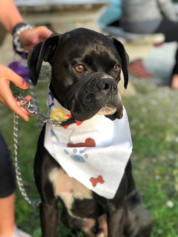 Pet Park