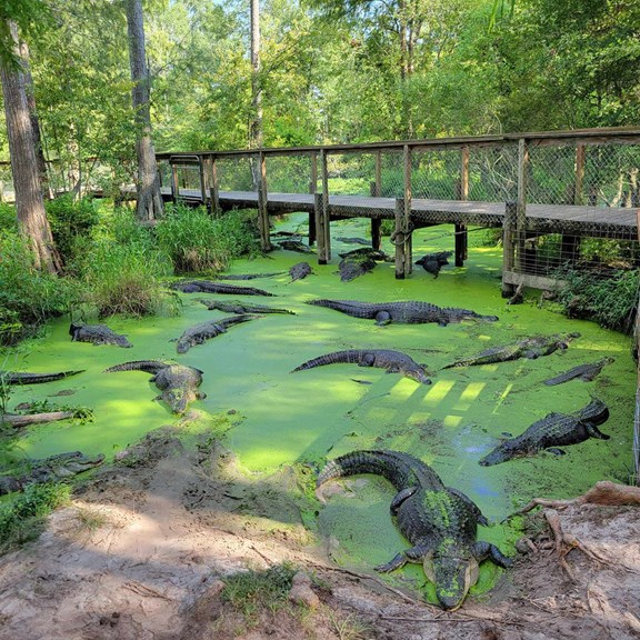 Alligator Alley