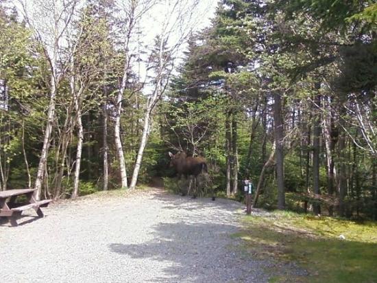 One of our wooded Sites