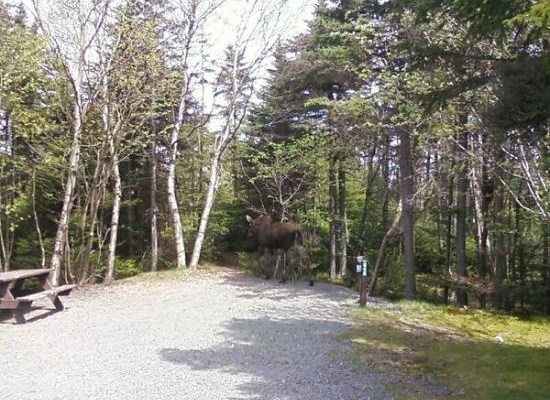 At the KOA