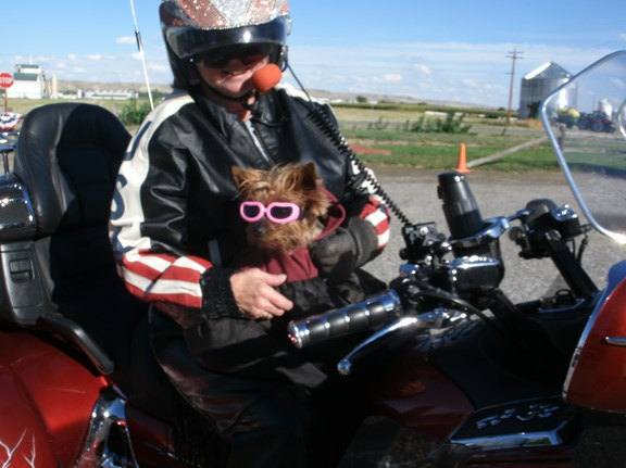 Harley Dog