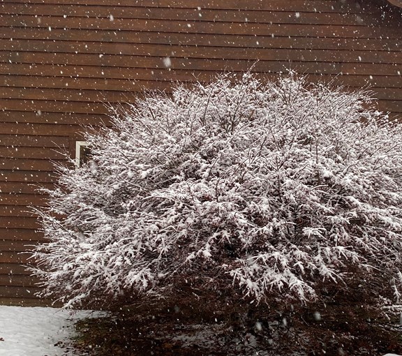 Let It Snow
