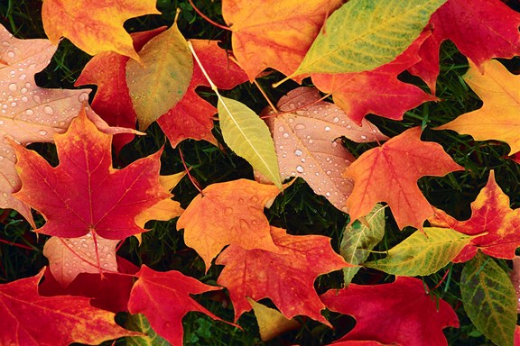 Fall Foliage Mid October