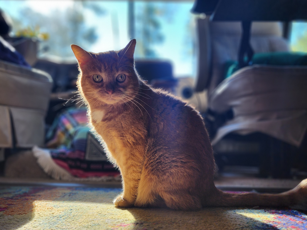 RV Travel with Pets