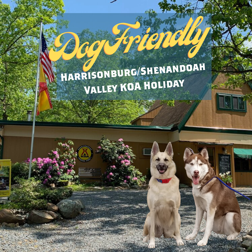 Fido Friendly Activities