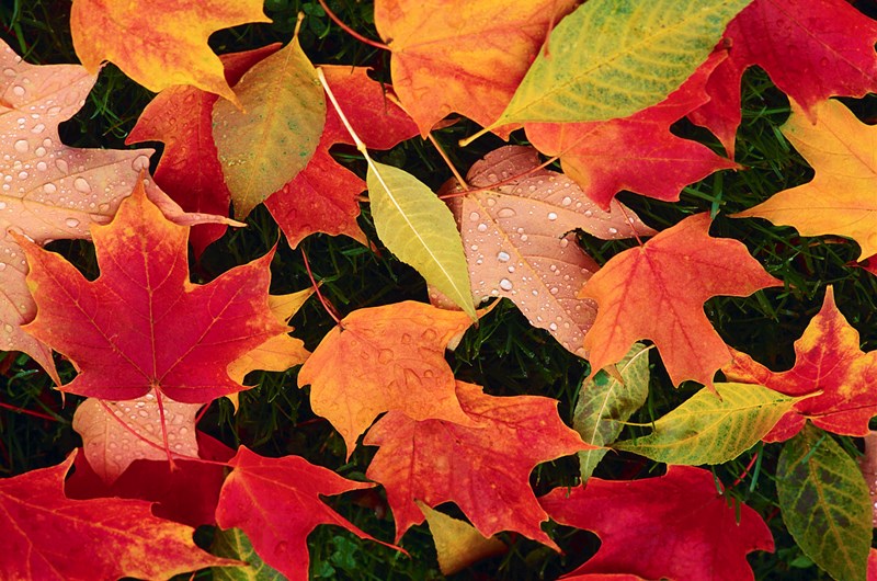 Fall Foliage October Photo