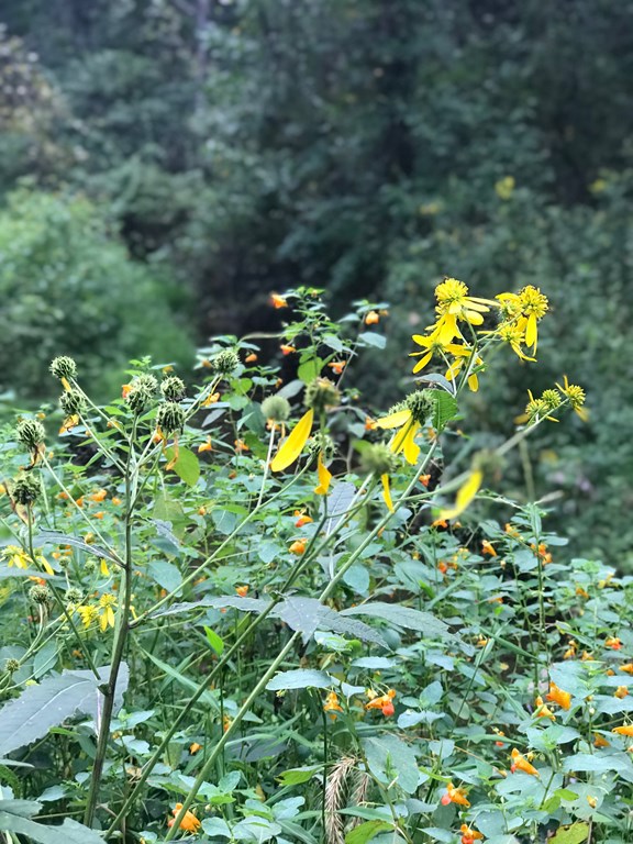 Black Eyed Susan's