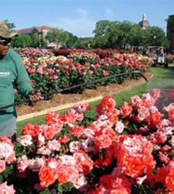 All American Rose Garden