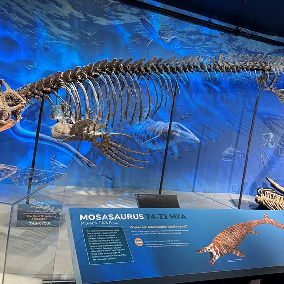 Museum Of The Rockies