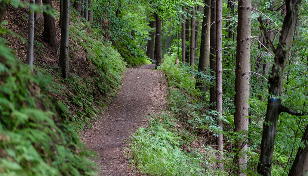 Exploring the Best Hiking Trails in Hiawassee, GA