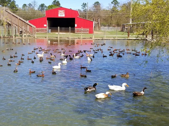 Old MacDonald's Farm
