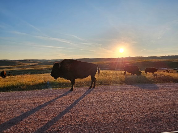 Custer State Park