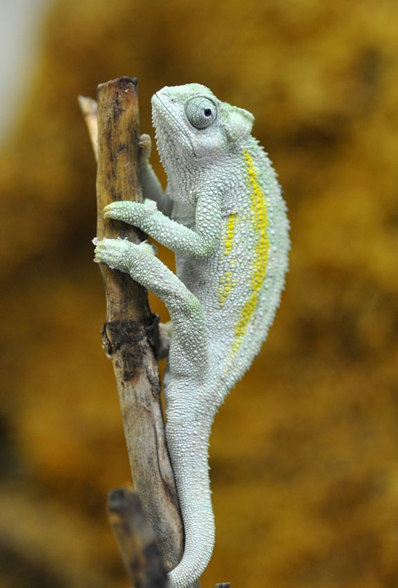 Reptile Gardens