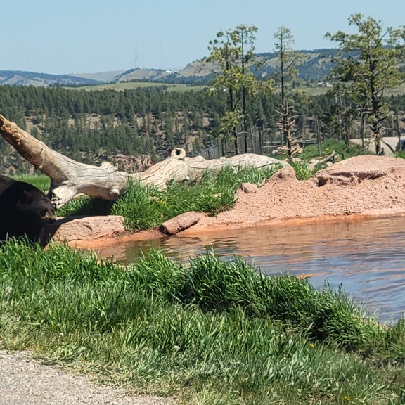 Bear Country USA