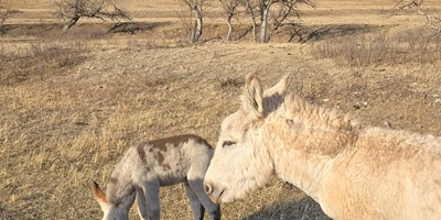 The Perfect Mother's Day Getaway in the Black Hills