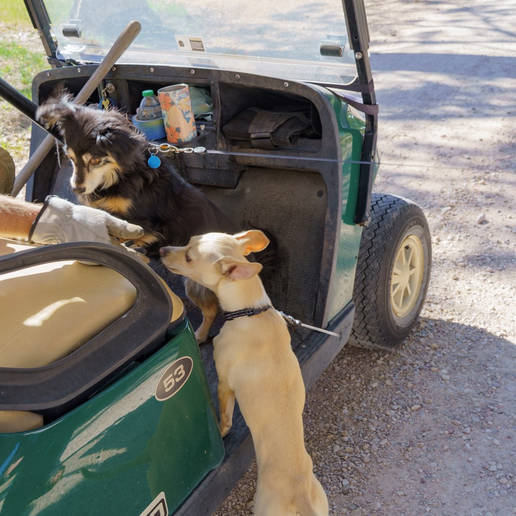 Pets Welcome: Luxury Camping for Your Closest Companion