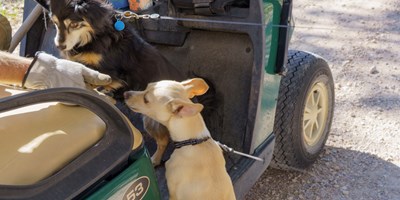 Pets Welcome: Luxury Camping for Your Closest Companion