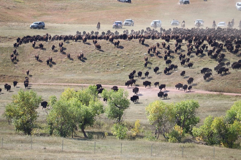 Annual Custer State Park Buffalo Roundup and Arts Festival Photo