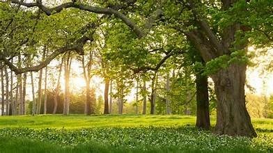 Trees, Trees, and More Trees