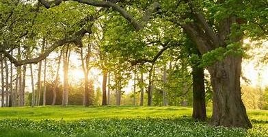Trees, Trees, and More Trees