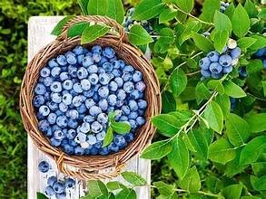 It's Blueberry Picking Season!