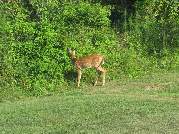 Bird and Wildlife Watching