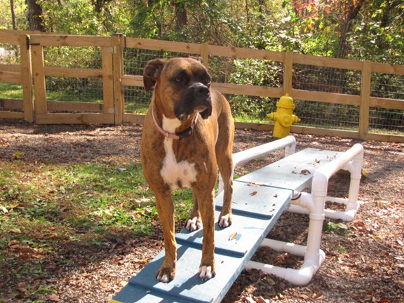 Kamp K-9