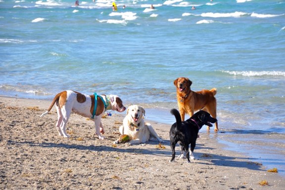 Hollywood Dog Beach