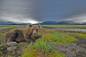 Bear Viewing