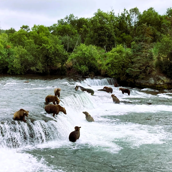 Beryl Air Float Plane Tours & Bear Viewing