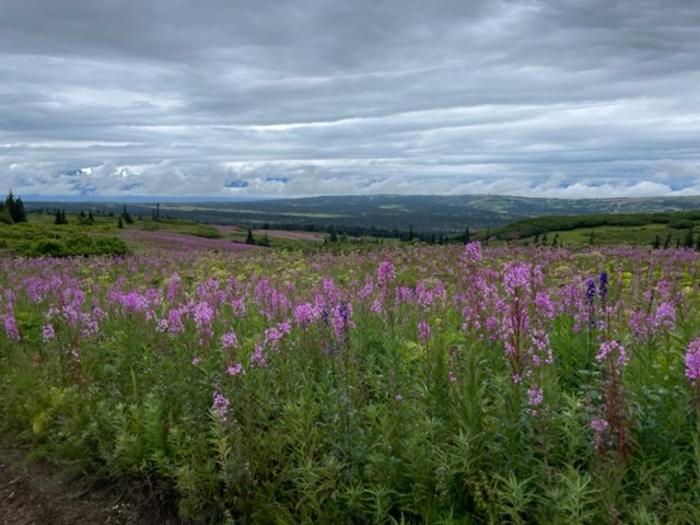 The Backcountry