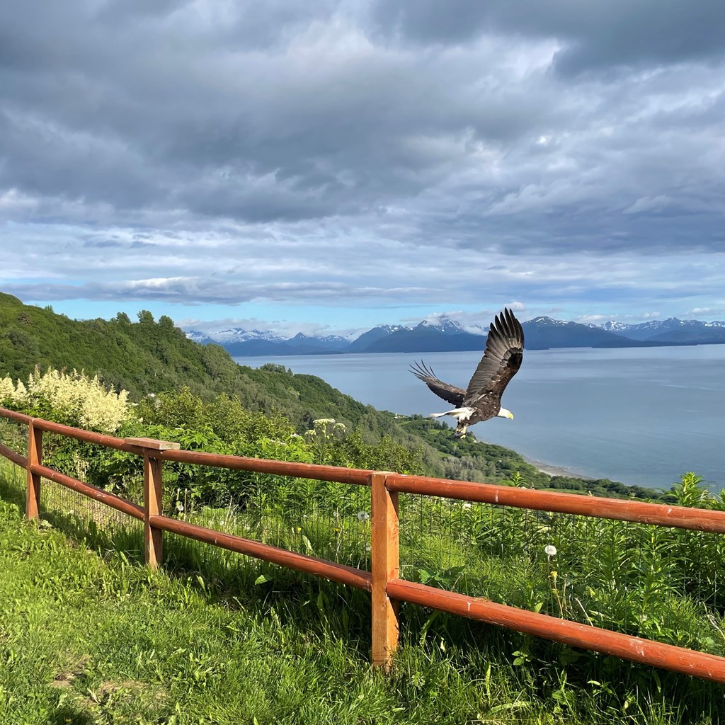 3 Days in Homer, Alaska: A Guide from your KOA Hosts