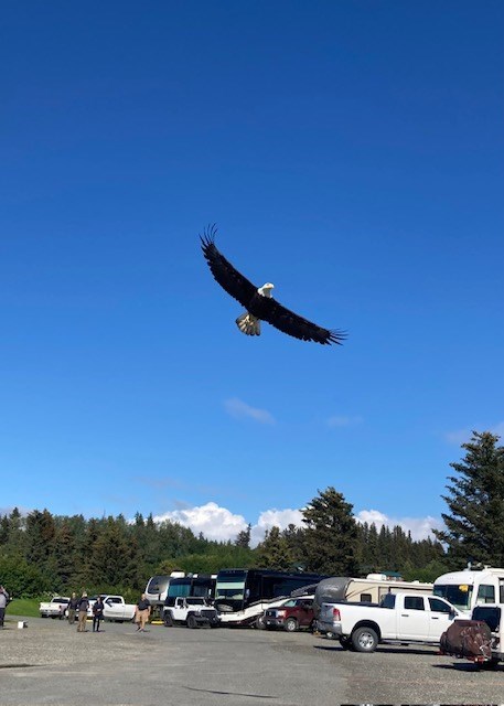 Eagle flying over the park