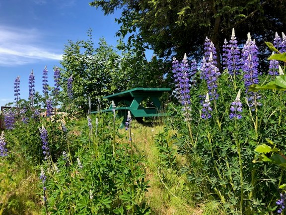 Summer Tenting