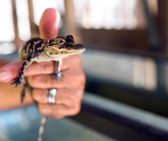 Arkansas Alligator Farm & Petting Zoo