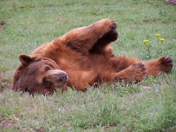 Bear Country USA
