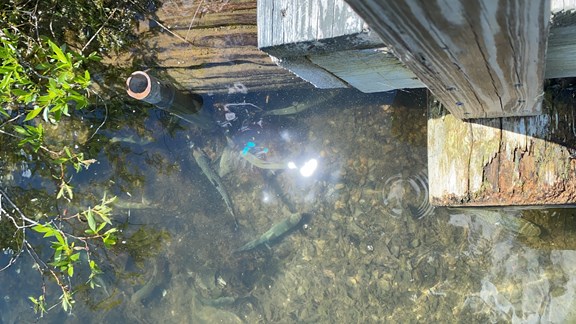 Look at the cute fish