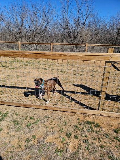 Dog Park