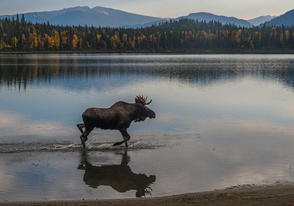 Wildlife Viewing