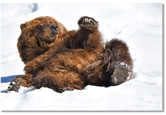 Grizzly & Wolf Discovery Center