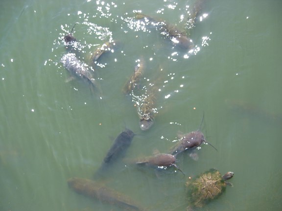 Feed Fish & Turtles